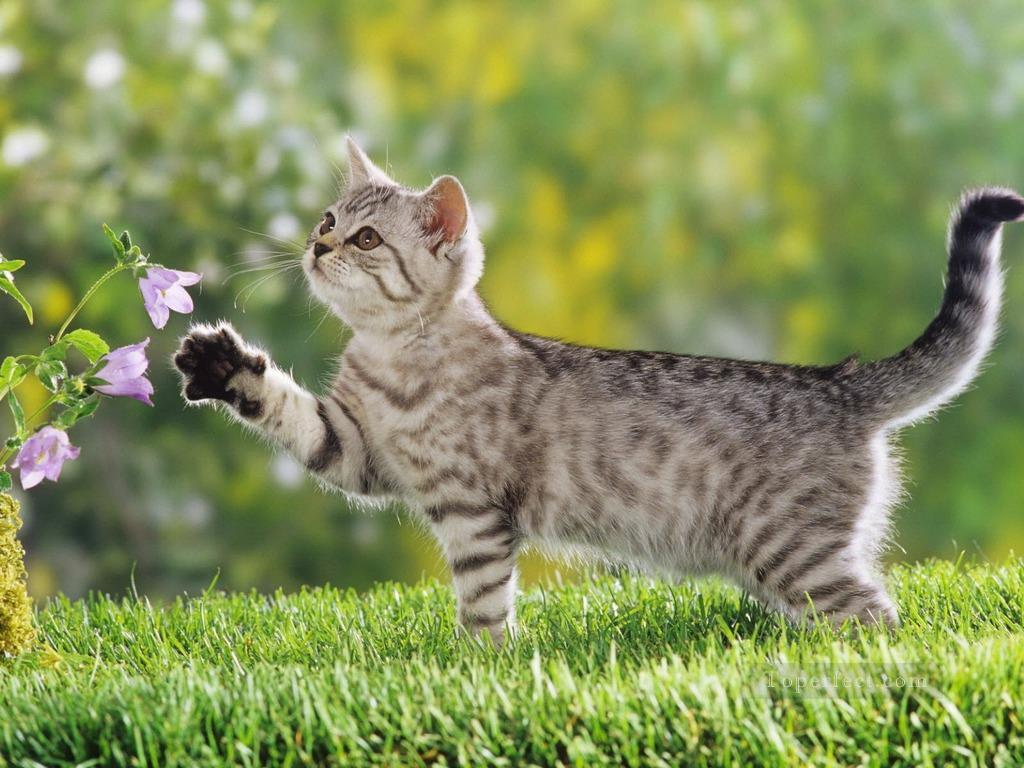 Katze Blumen spielen Ölgemälde